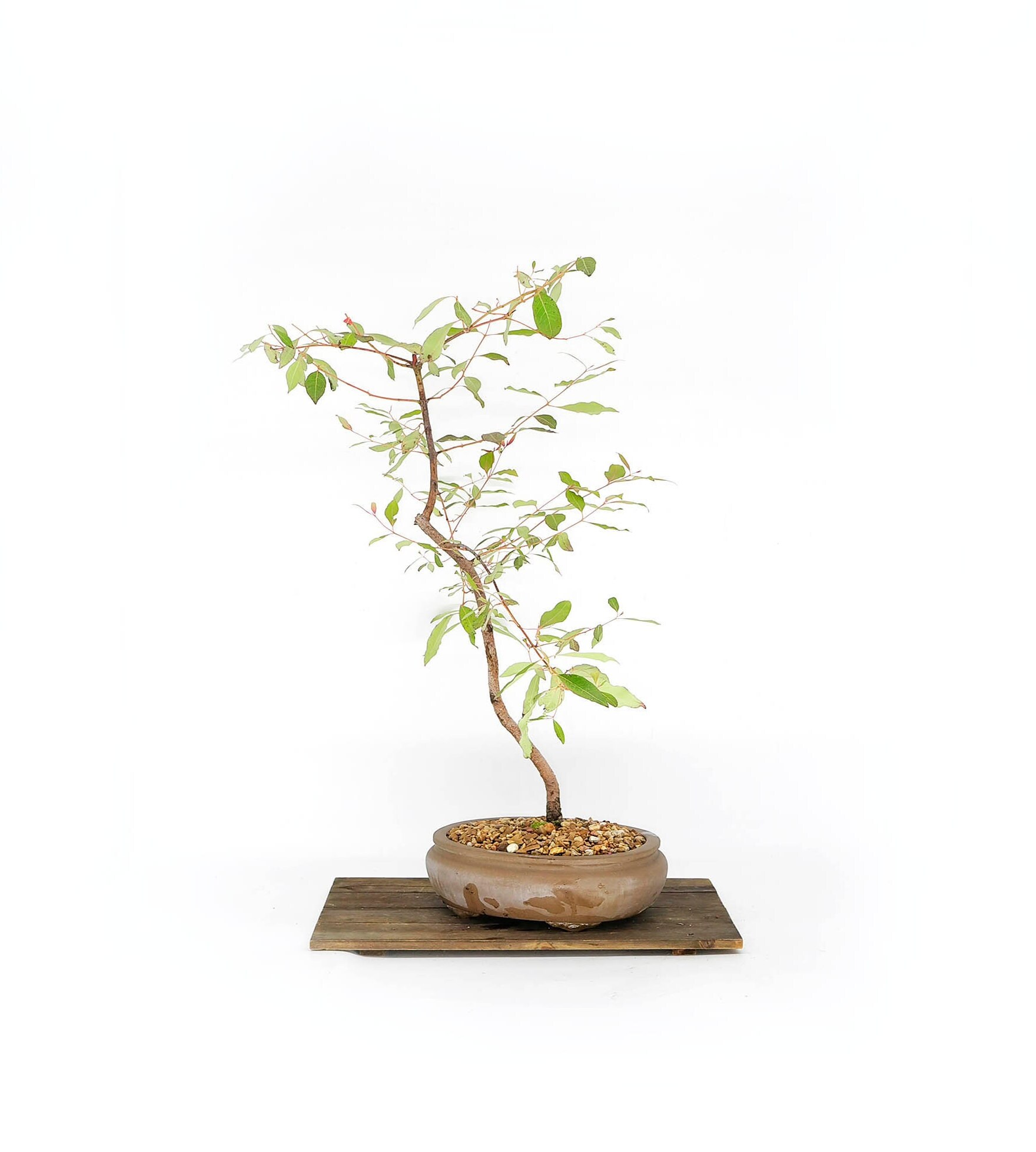Australian Rainbow Eucalyptus Bonsai Tree, "relax and Enjoy" Collection  From "samuraibonsai" - Etsy