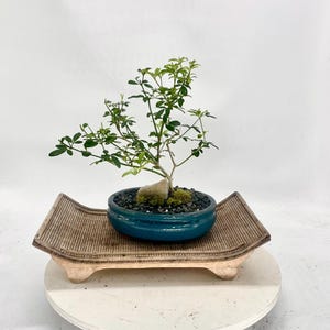 China Doll (rare) Bonsai Tree , "be Kind" Collection From Samuraibonsai -  Etsy