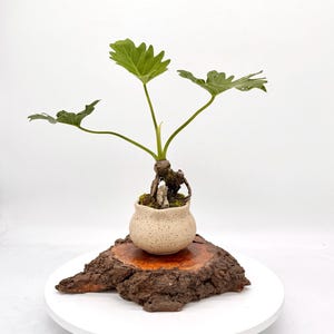Peut inclure: Une petite plante verte aux feuilles lobées poussant à partir d'une base ligneuse épaisse dans un pot en céramique beige clair moucheté. Le pot repose sur une tranche de bois épaisse et irrégulière avec une écorce sombre et texturée.