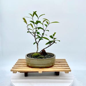 succulent bonsai Assorted Succulents Bonsai Tree 6 Inch – Bonsai Gifts Nursery main image 0