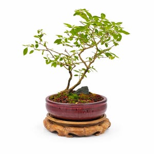Almond Bush Bonsai Tree in Glazed Pot Handmade Styled Bonsai Indoor Outdoor Unique Specimen
