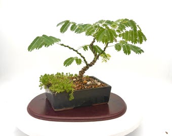 EAR POD BONSAI Tree Tropical Albizia Live Bonsai Miniature Landscape