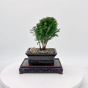 May include: A miniature bonsai tree with bright green leaves in a black rectangular pot. The pot rests on a dark wooden stand with decorative carvings. The bonsai is a symbol of peace and harmony.