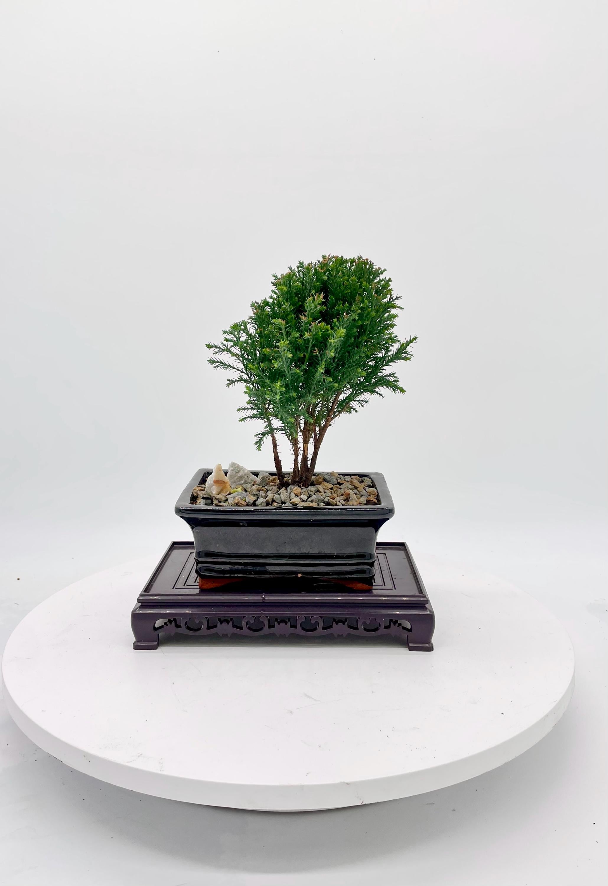 Cypress Bonsai Plant - Etsy Canada