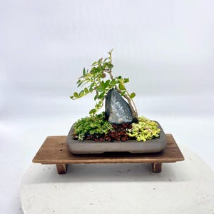 plant shelves indoor wall Onefortythree Planter Shelf In Oak main image 1