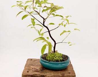 Pink Oleander Bonsai Tree, "grace" Collection From Samurai Bonsai - Etsy