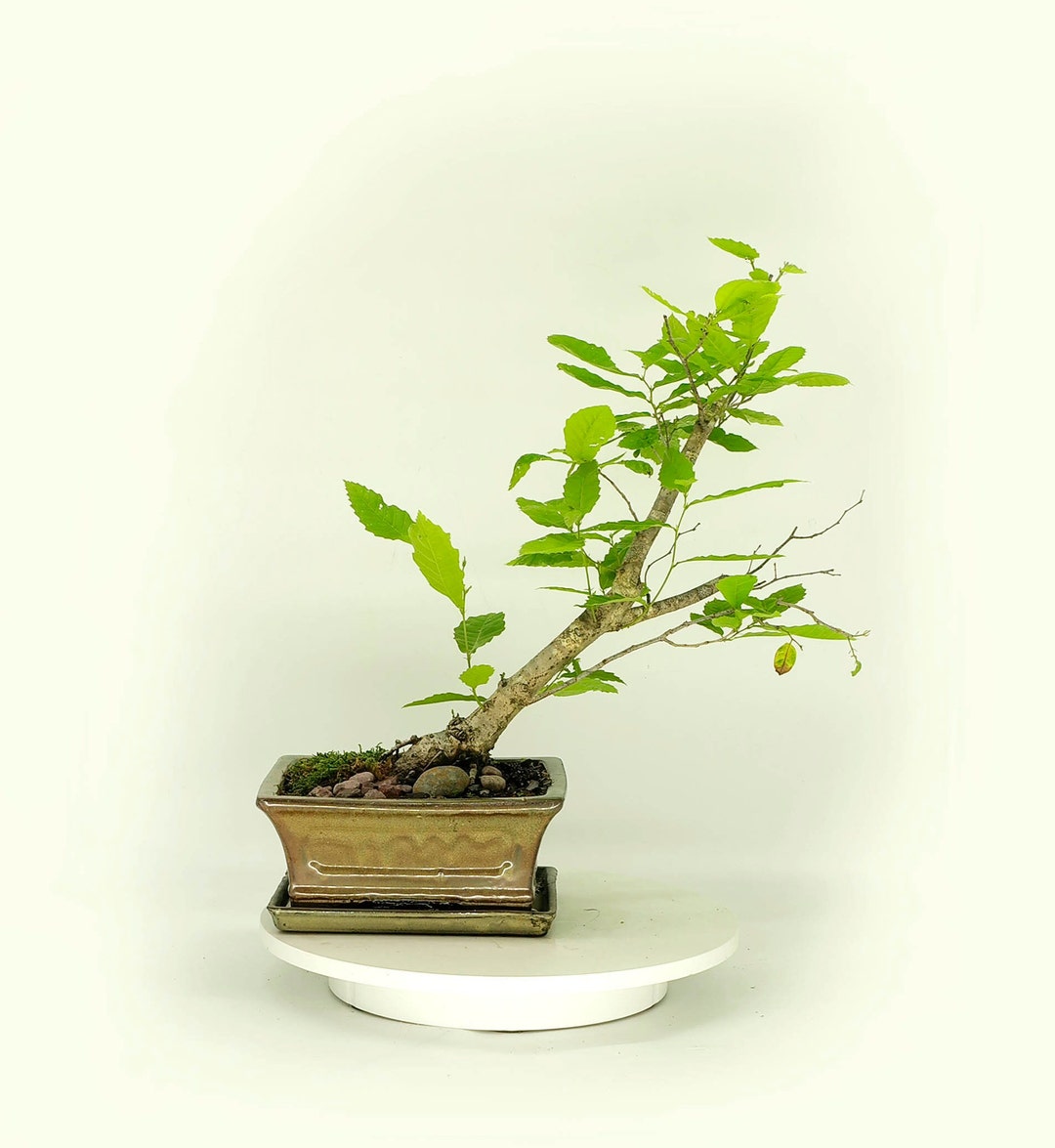 Ukrainian Chestnut Bonsai Tree rare unsuspected Etsy