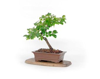 Crape Myrtle bonsai tree, "Oxygen" collection from SamuraiBonsai