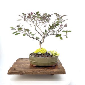 Lilac Bonsai Tree - Etsy