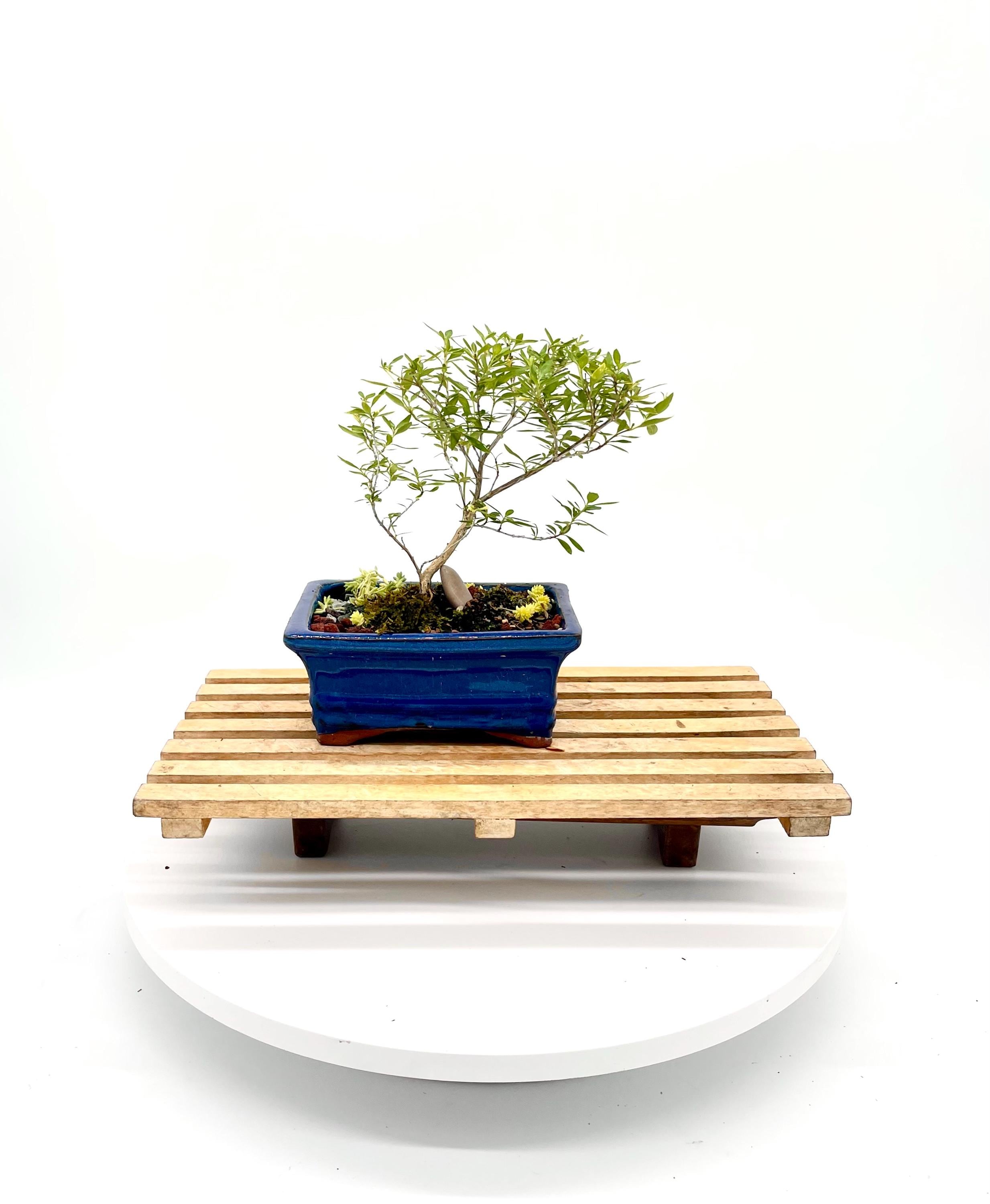 Bonsai Lilac - Etsy