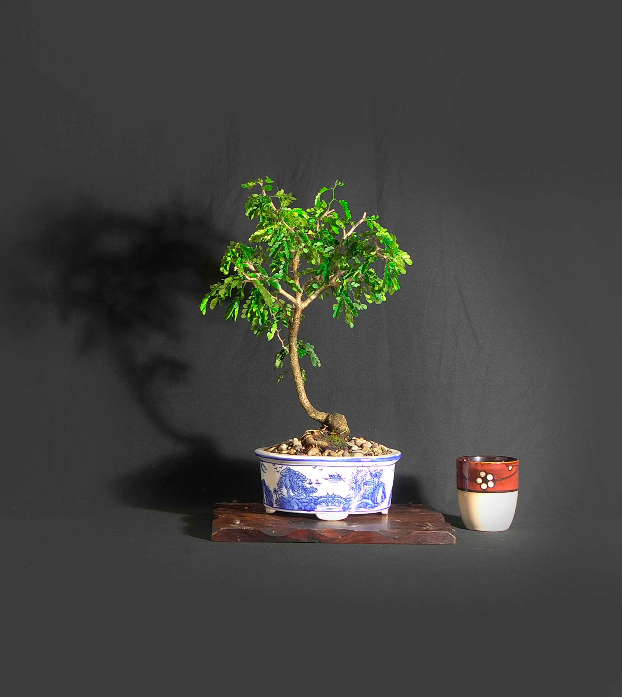 Texas Ebony bonsai tree Inaugural Collection from Etsy