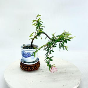 May include: A bonsai tree in a blue and white ceramic pot with a landscape design. The tree has green leaves and a pink flower. The pot sits on a wooden stand with a carved design.
