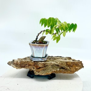 Red mahogany bonsai tree, &quot;Say no to war!&quot; collection from SamuraiBonsai