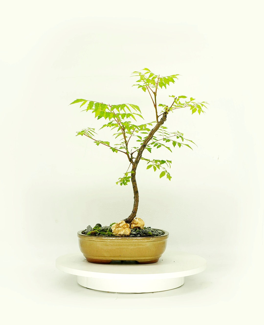 Golden Raintree Bonsai Tree of Course It is Real Etsy