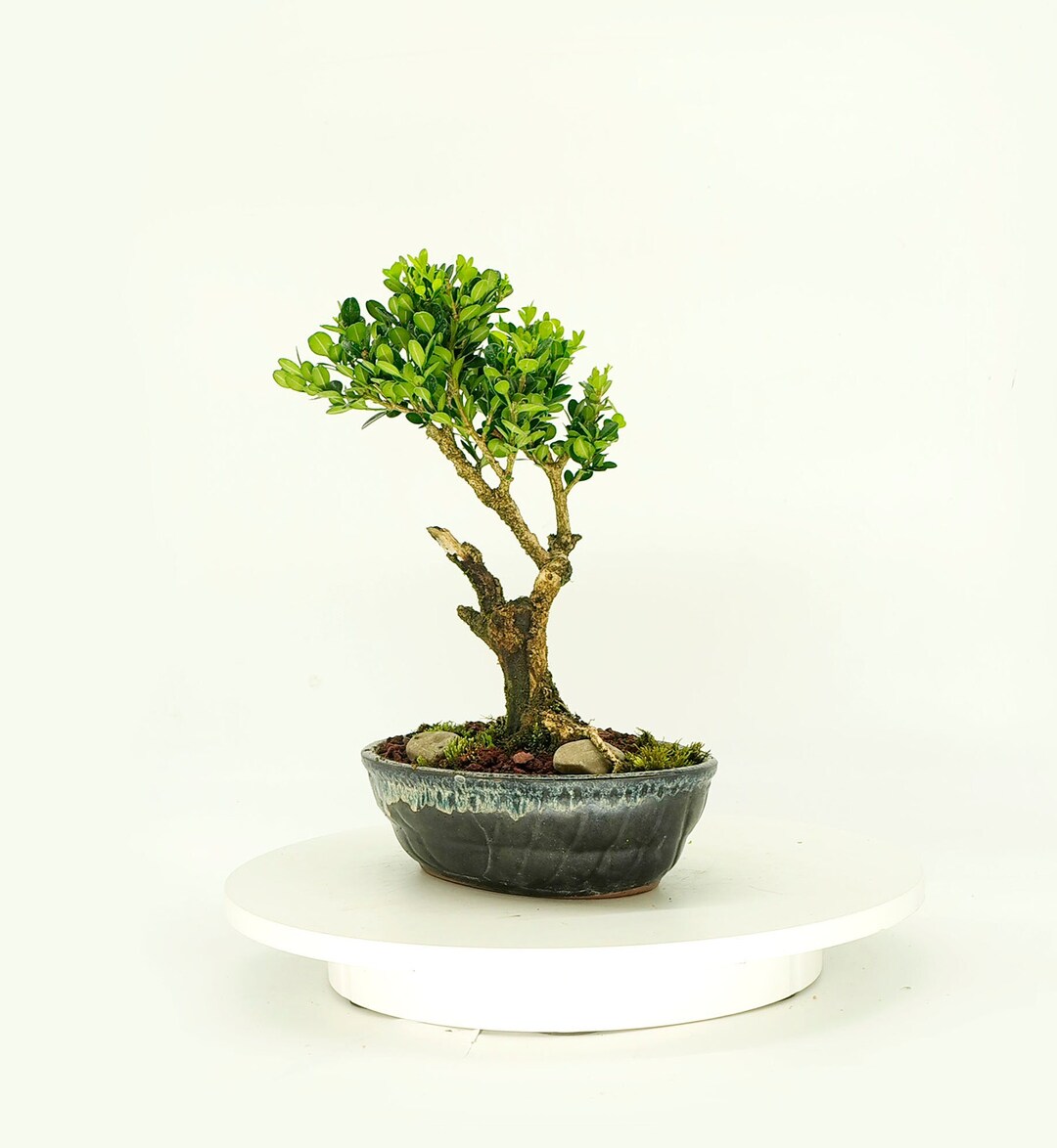Japanese Boxwood Bonsai Tree, box Experience Collection From Samurai