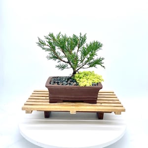 May include: A miniature bonsai tree in a brown rectangular pot, with green and yellow foliage. The pot rests on a wooden pallet-style stand, against a white backdrop. The bonsai has a small trunk and branches with green needles.