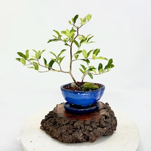 Barbados Cherry bonsai tree, &quot;Summer showcase&quot; collection from Samurai Bonsai