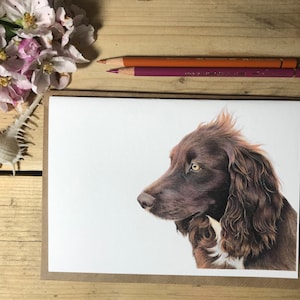 May include: A hand-drawn illustration of a brown and white dog with curly fur. The dog is looking to the left of the image.