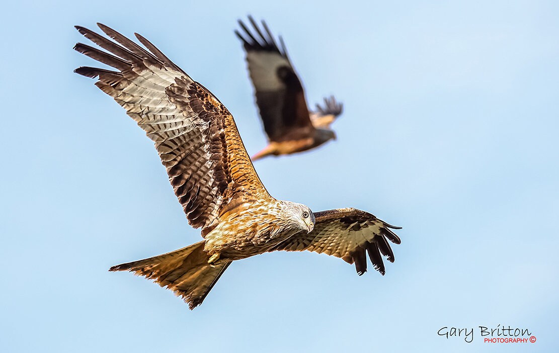 Do Red Kites Fly In Pairs at Douglas Hernandez blog