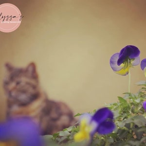 Hidden Gardens, Floral photography, Flower, Cat, Cats, Kittens, Kitty, Digital Art, Art, Digital Photography, Photography, Wall Art