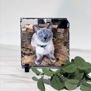 May include: A square slate photo print featuring a blue-eyed cat with a patterned collar. The cat is the focal point, set against a blurred background. The print is displayed on a black stand, with a sprig of green leaves in the foreground.