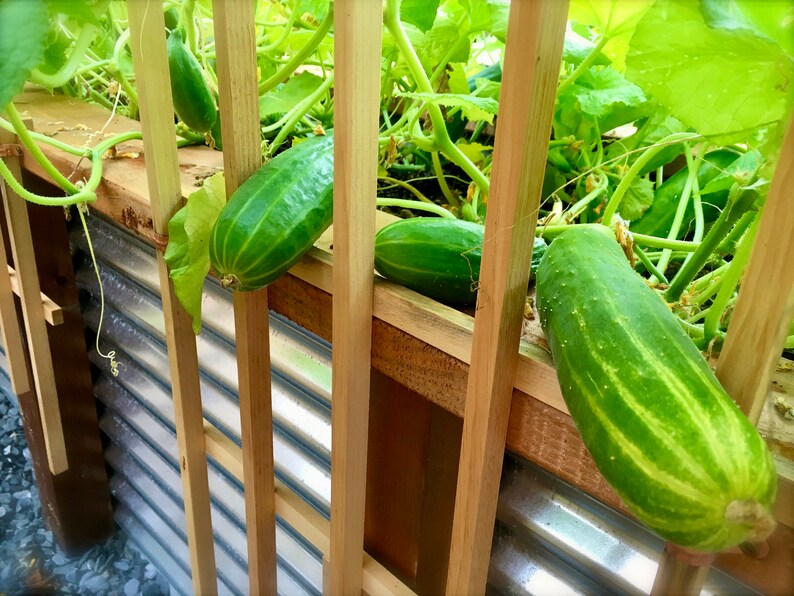 Garden, Raised Bed, Wicking, Greenhouse ,plans, 2.0, Next Generation