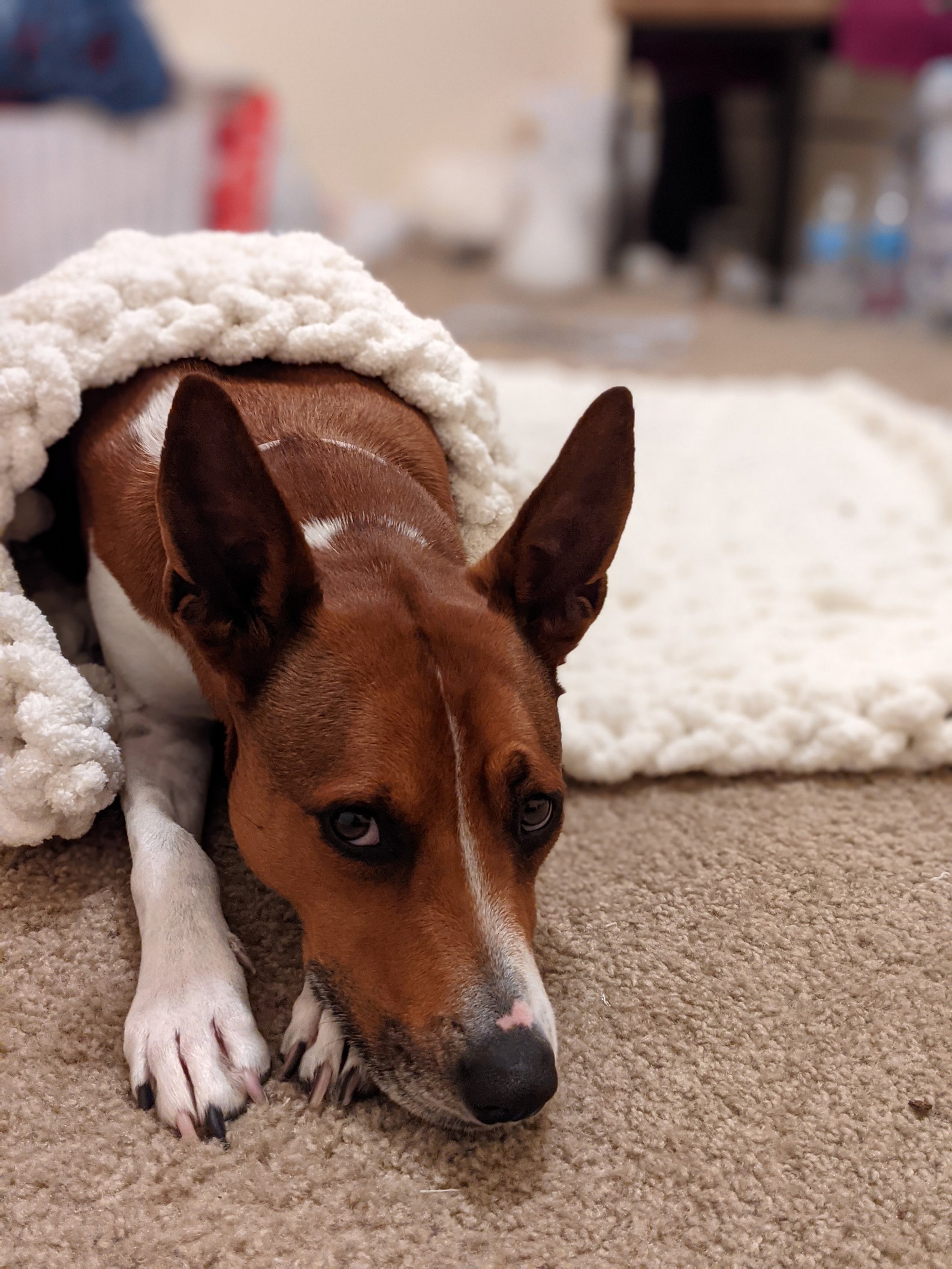 Large Chunky Knit Dog Blanket Etsy