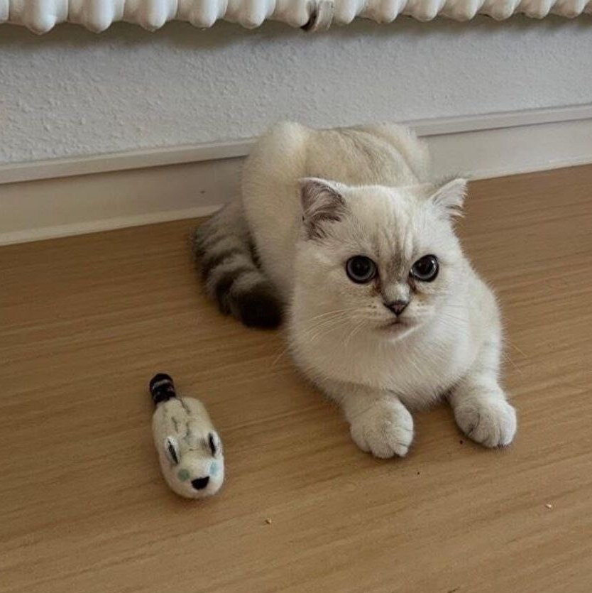 Mini Meow: Handgemachtes, Gefilztes Katzenspielzeug Nach Dem Fellmuster  Deiner Katze 