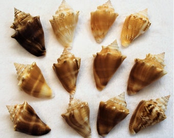 Fighting Conch Etsy