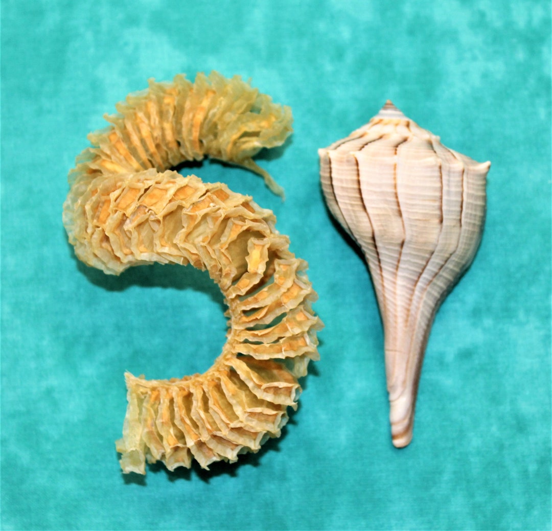 Lightning Whelk With Egg Case 4 Etsy