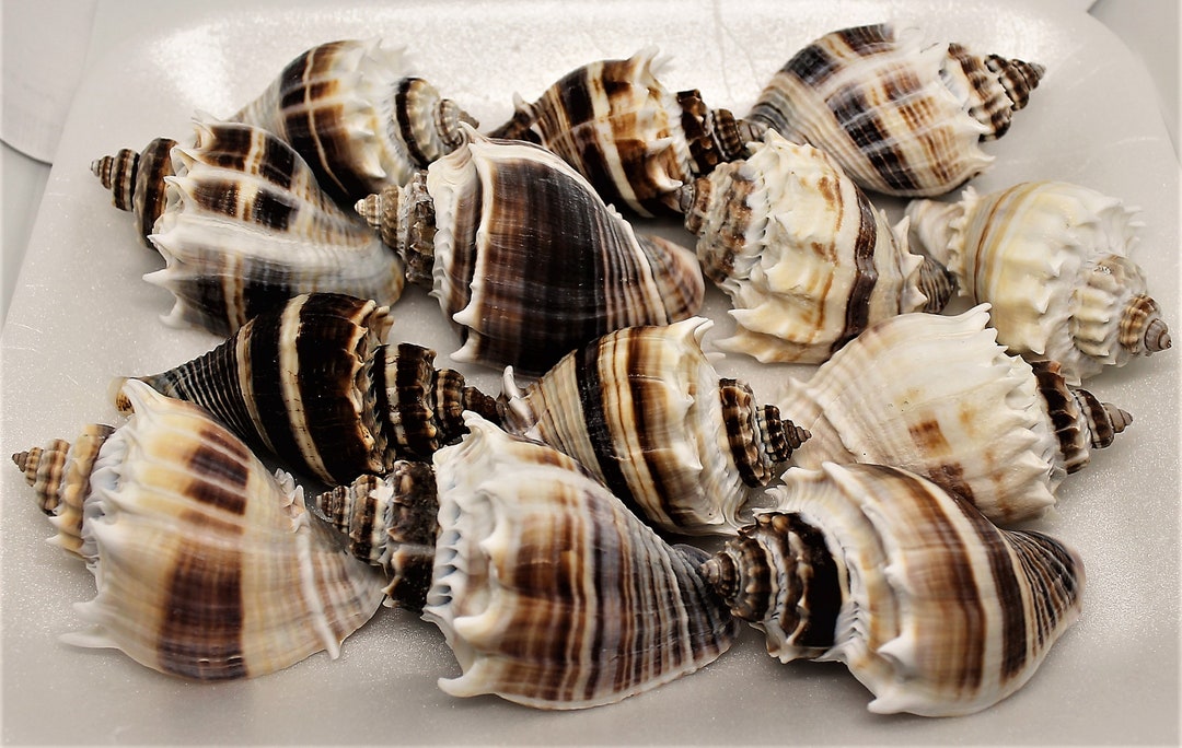 12 Assorted Florida King’s Crown Conch Shells - Etsy Hong Kong
