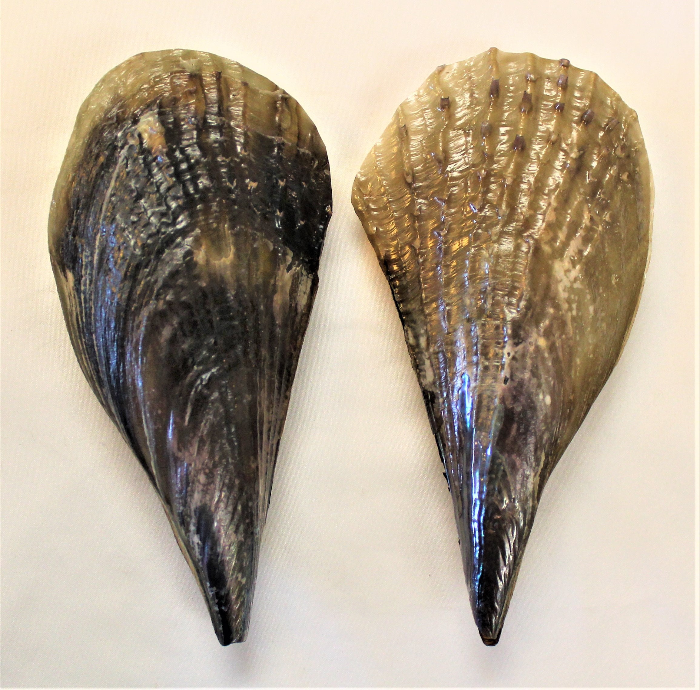 Florida Rough Pen Shell