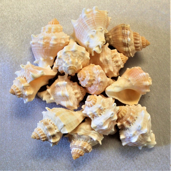 12 Mexican King’s Crown Conchs - Etsy