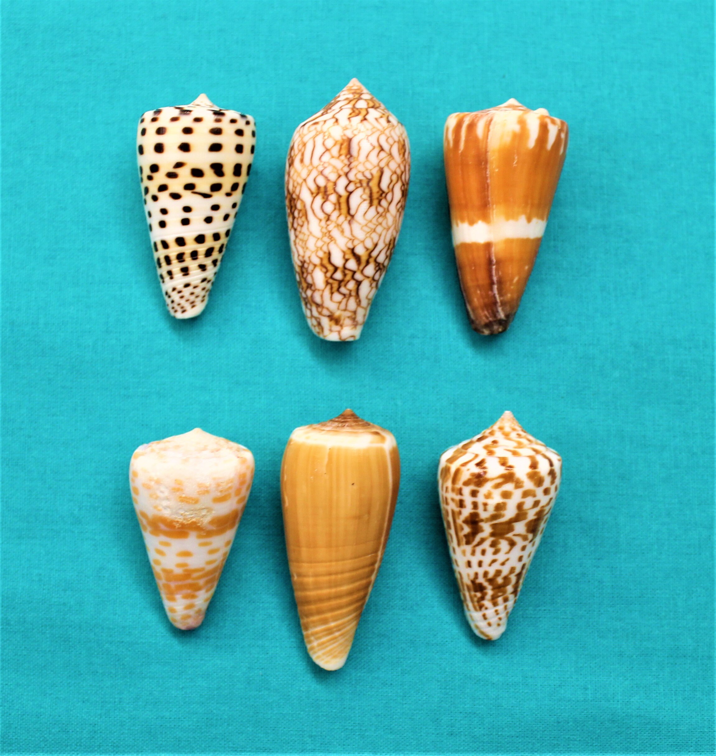 Extremely Rare 10-12cm Natural Large Conch Shells, Floor
