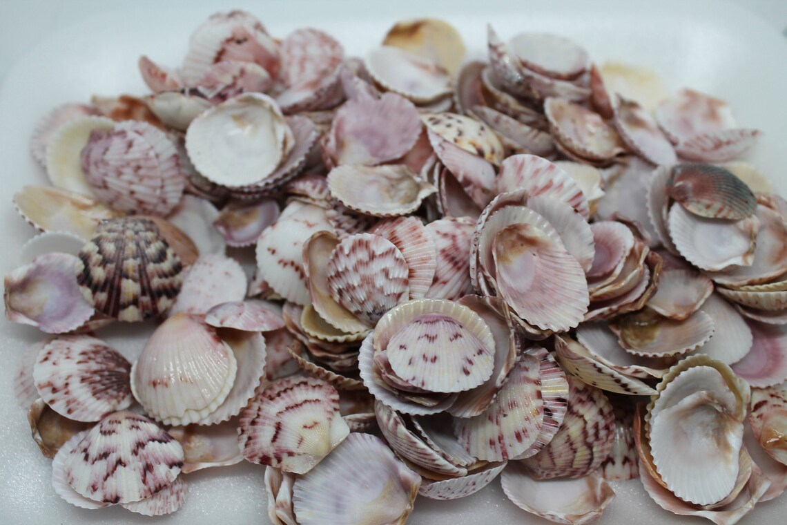 1/2 Pound Calico Scallops Halves 250 per bag Etsy