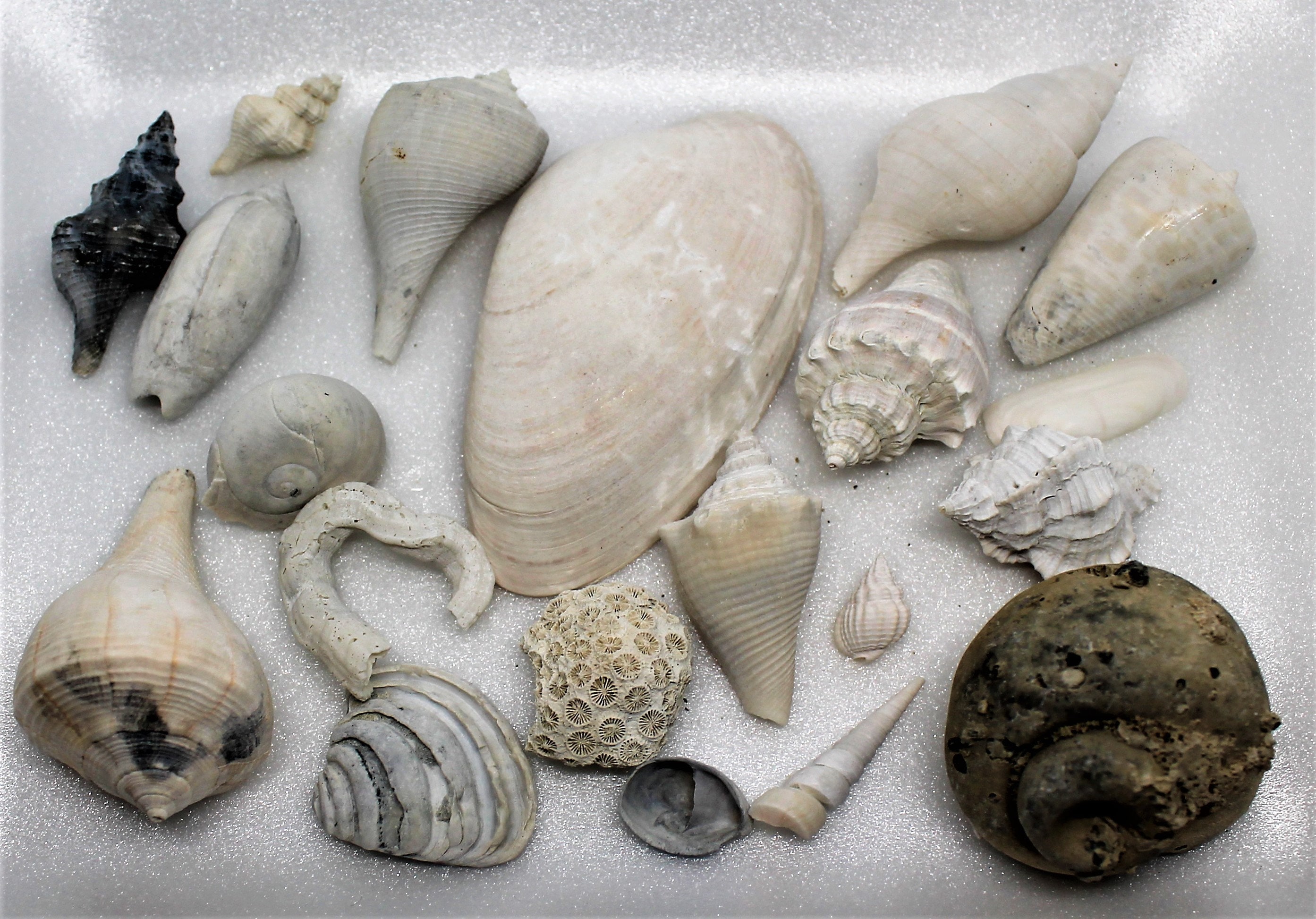 Sea Shells – Florida Shells And More