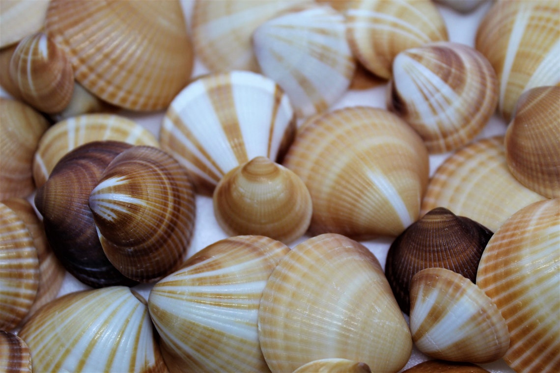1/2 Pound Spectral Bittersweet Clam Halves 50 per bag Etsy