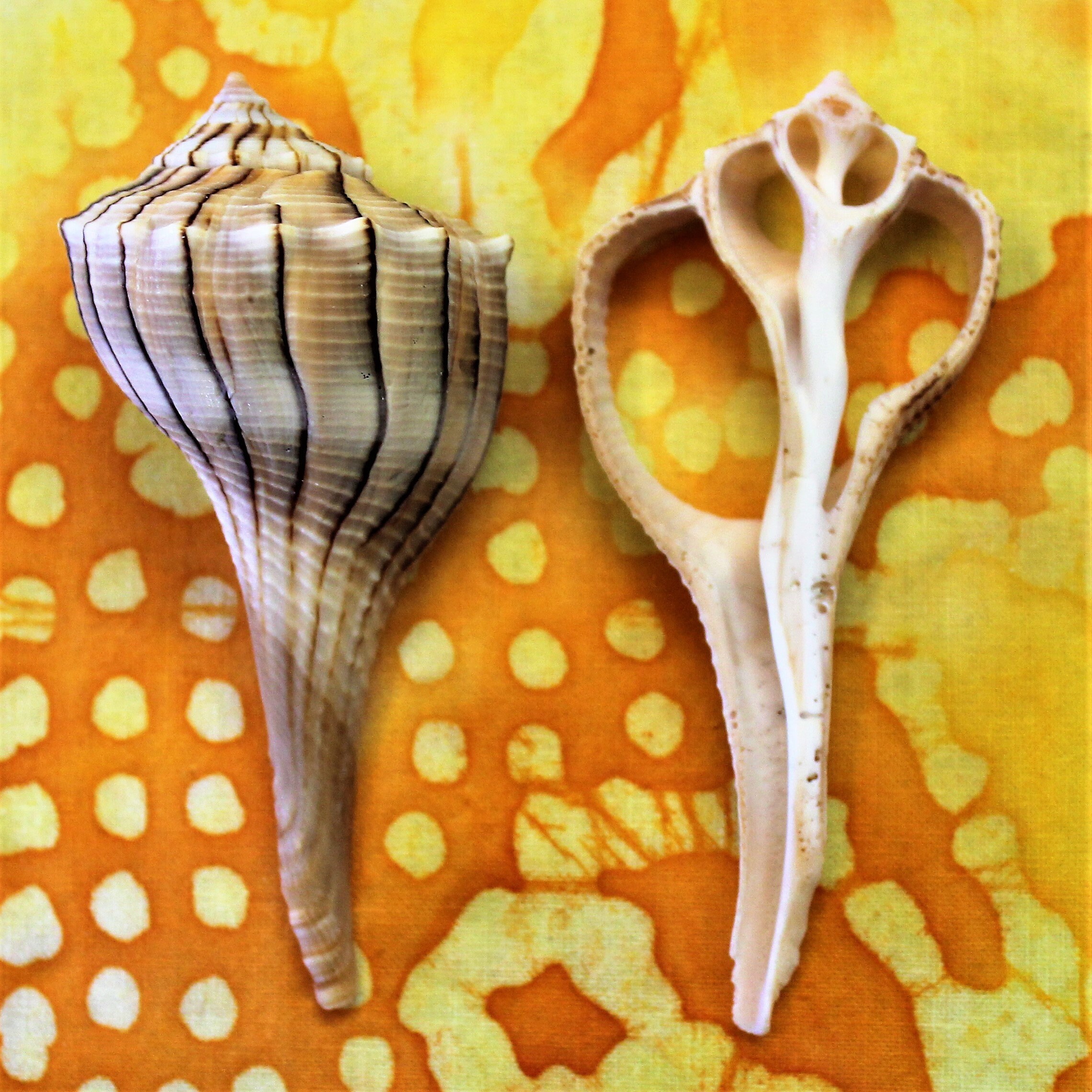 12 Center Sliced Lightning Whelk Shells Etsy UK