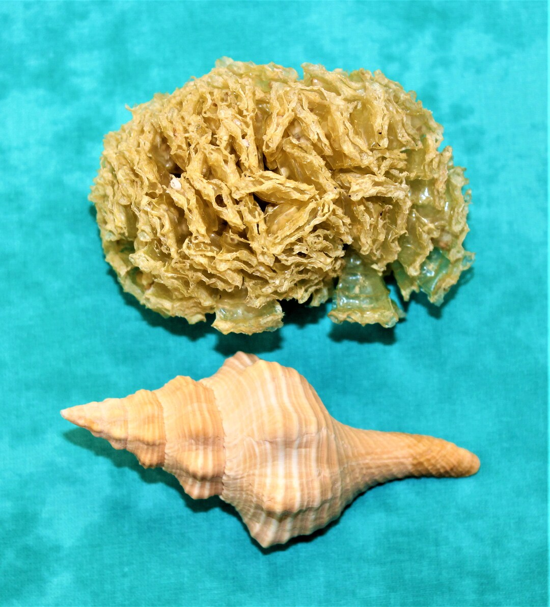 Florida Horse Conch With Egg Case 4 Etsy