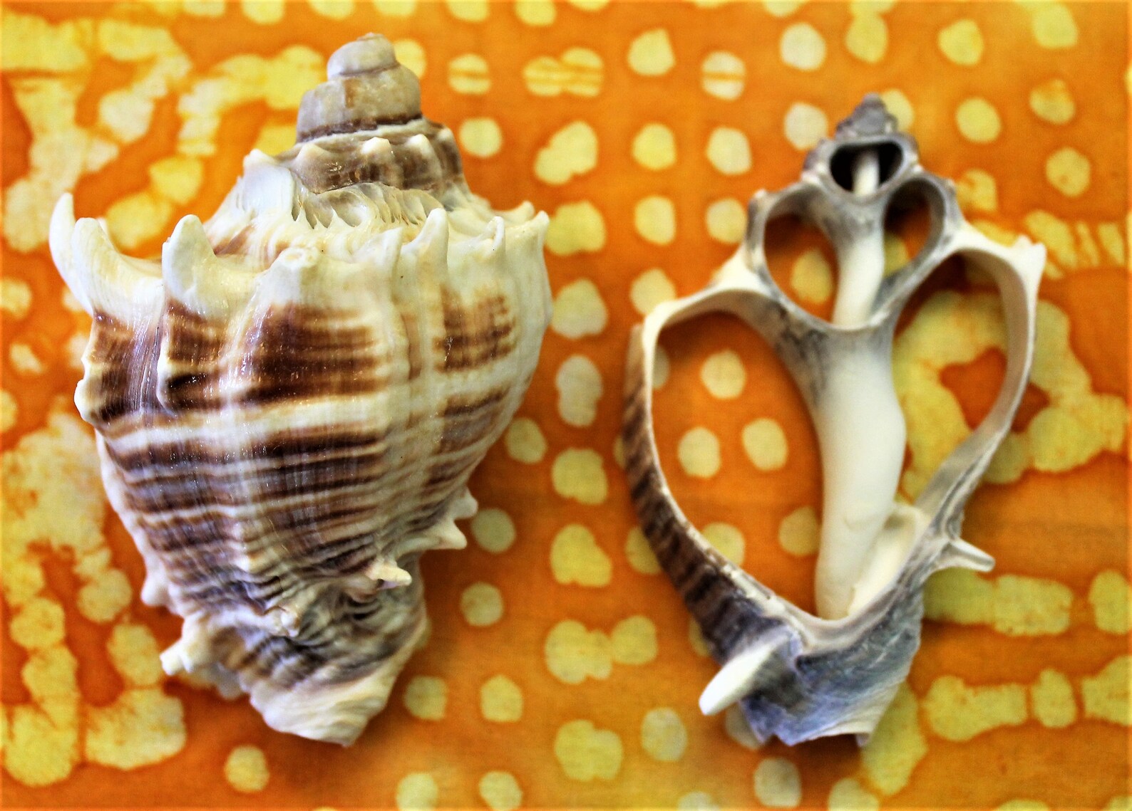 12 Center Sliced King’s Crown Conch Shells 1.5 to - Etsy