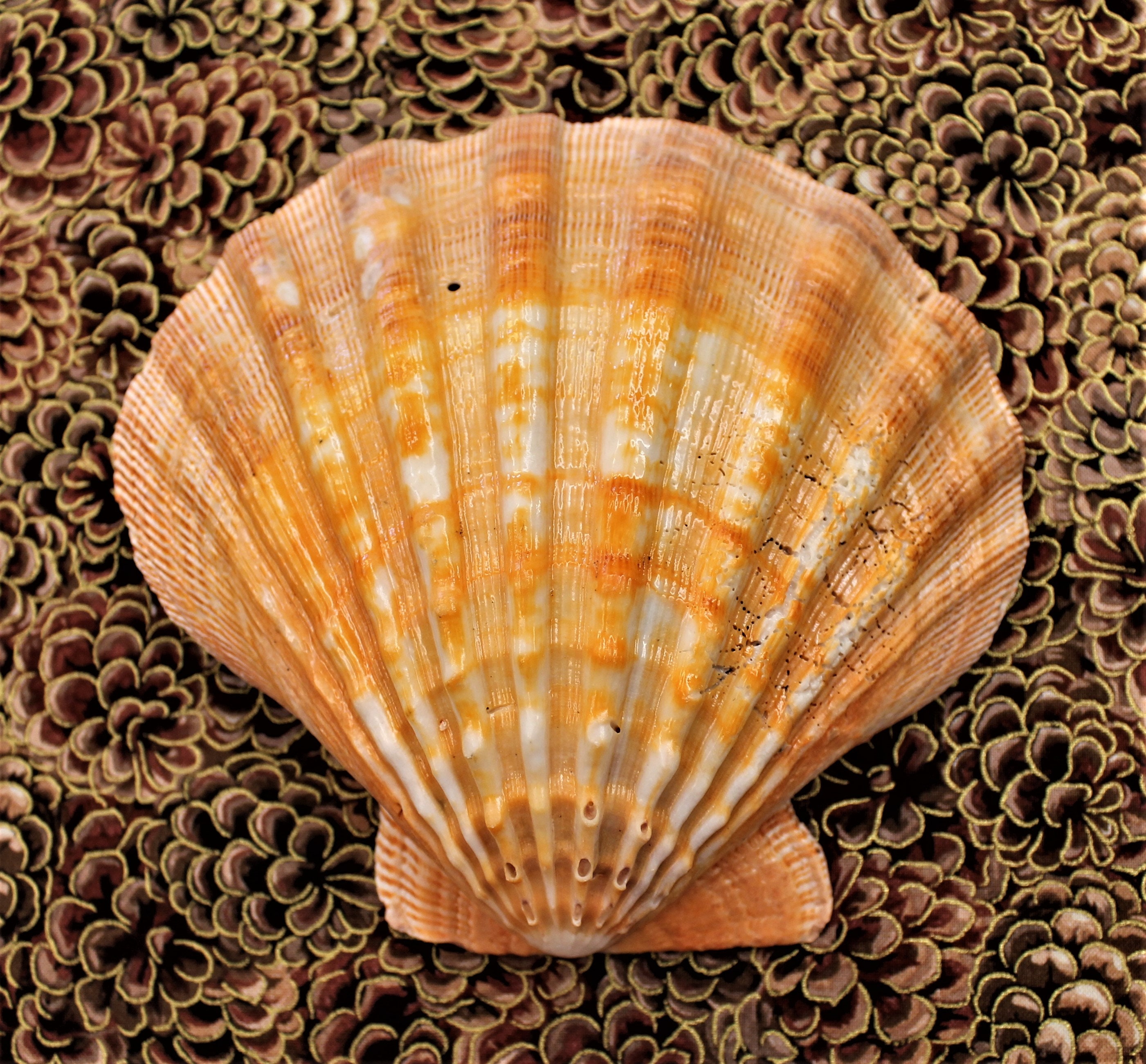 Ocean Shells. Beach Shells. Decor for Marine Aquariums, Interiors, Shell  Showcases. Shells for Home, Large Shells. 