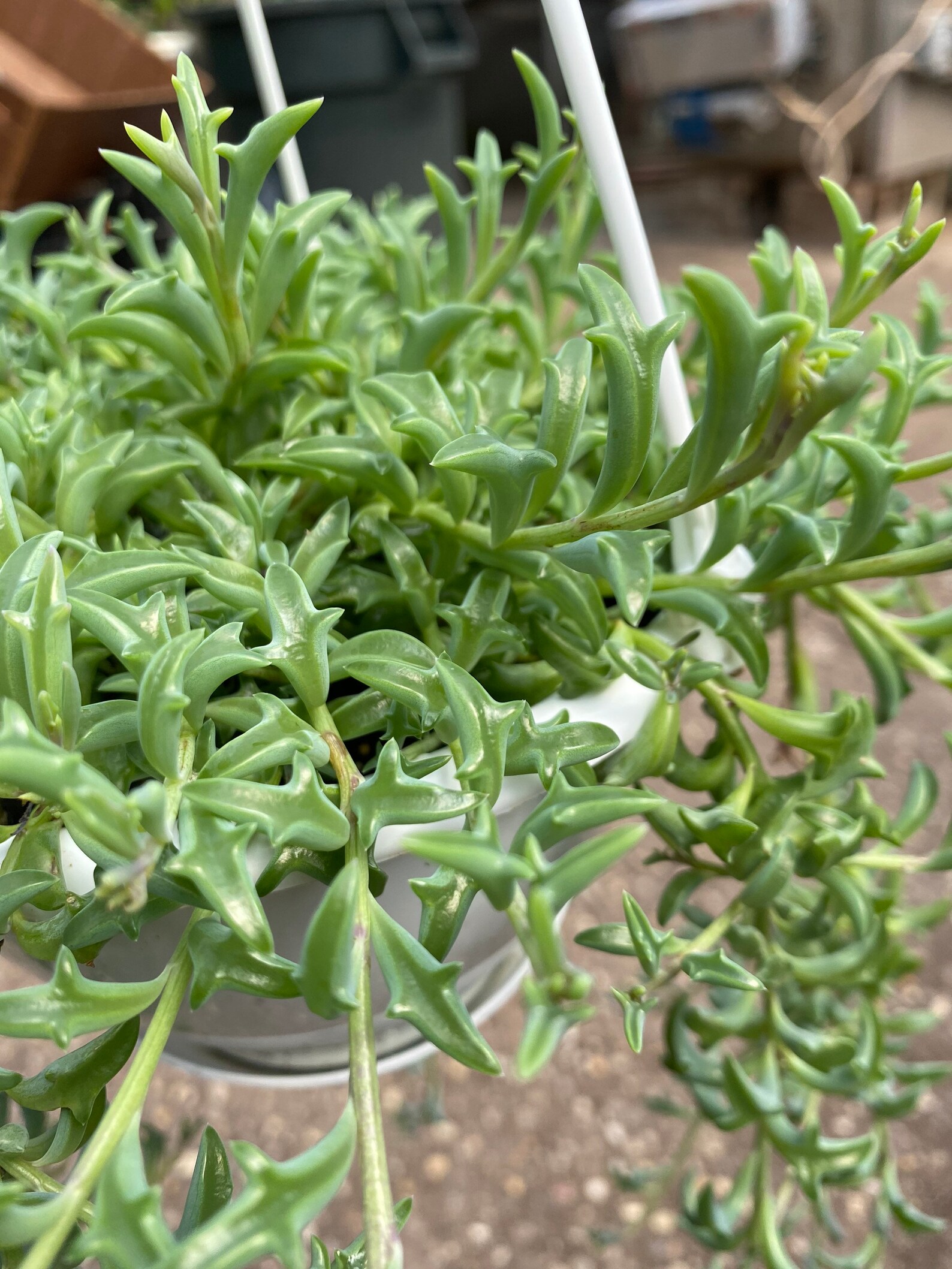 String of Dolphins Etsy