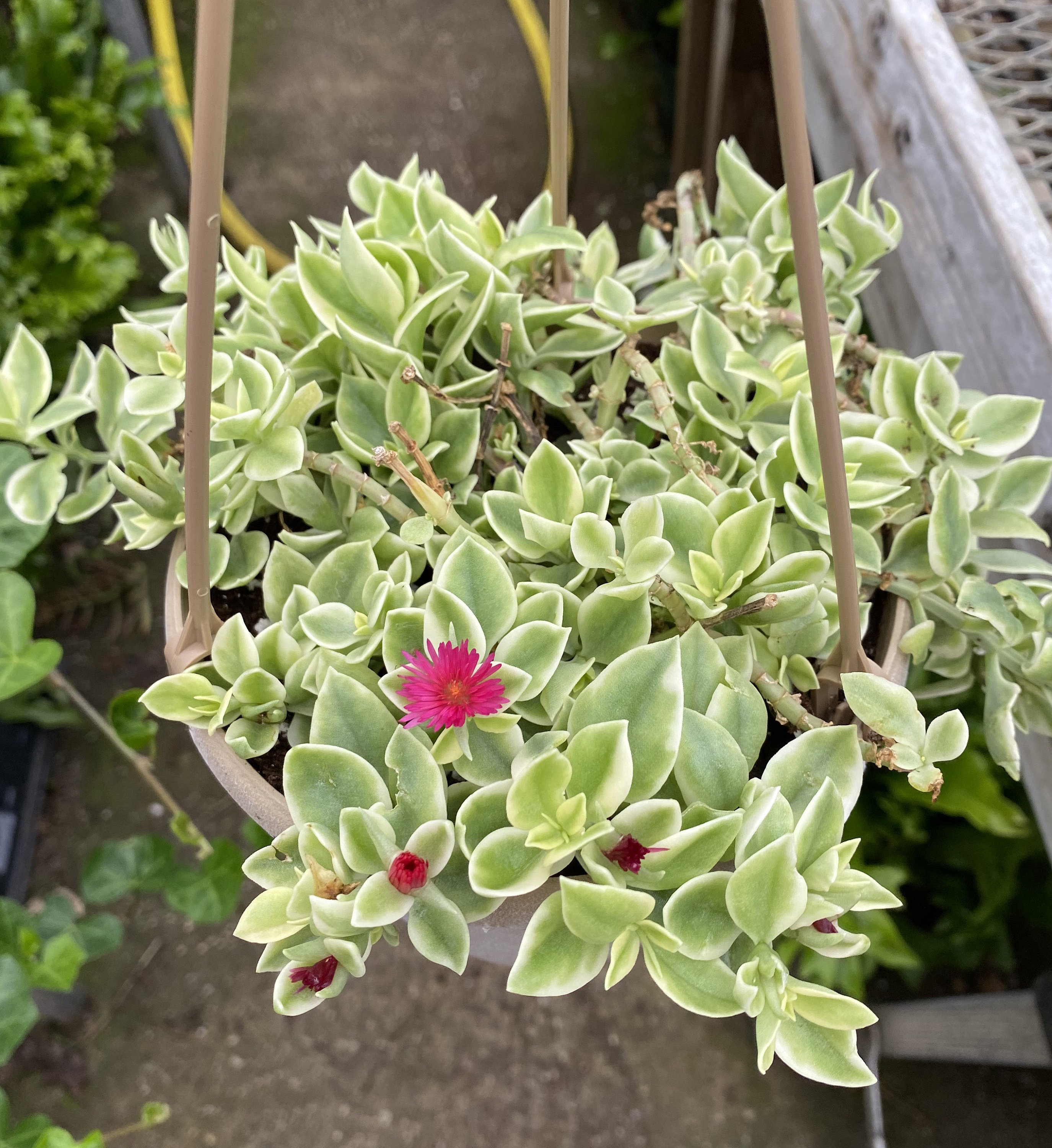 Aptenia Cordifolia Variegata Crystal | Etsy