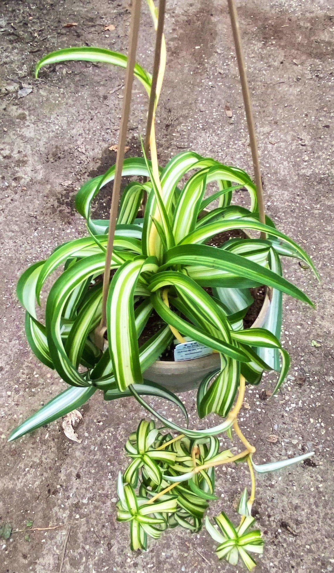 Curly Variegated Spider Bonnie plant Etsy