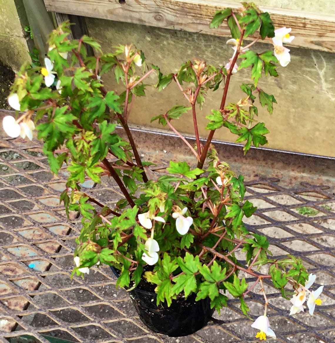 Begonia Ricardsiana Maple Leaf BegoniaBonsai Begonia Etsy