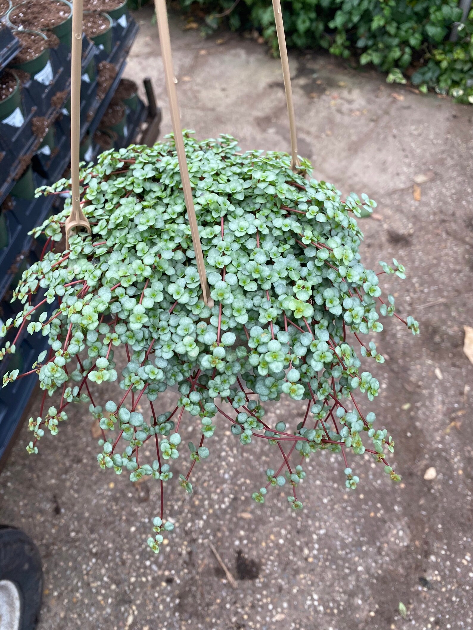 pilea aquamarine pilea aquamarine