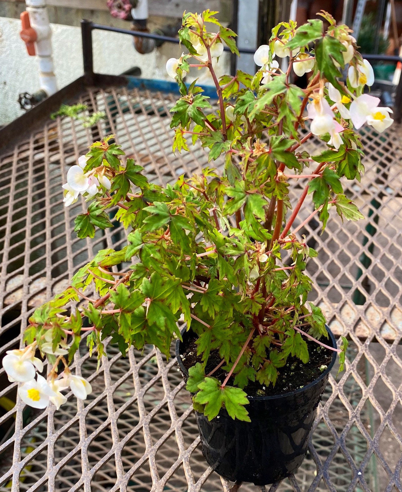 Begonia Ricardsiana Maple Leaf BegoniaBonsai Begonia Etsy
