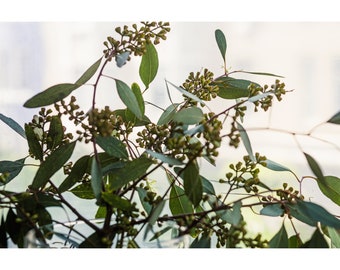 Seeded Silver Dollar Eucalyptus- LARGE Bundle