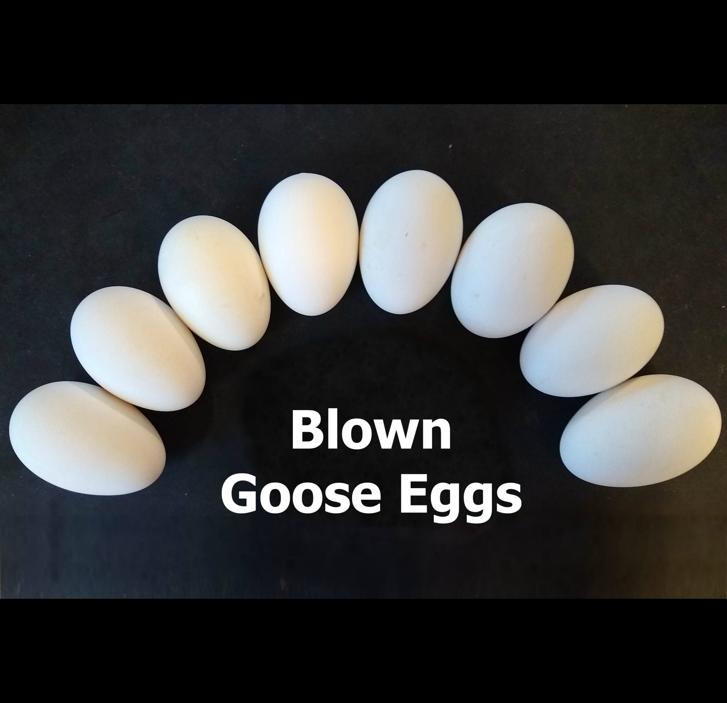 Goose Egg for sale Only 2 left at 70