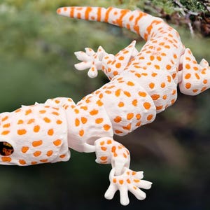 Tokay Gecko - Weiß & Orange Gelenkeidechse